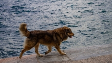 Θεσσαλονίκη: Σκύλος δάγκωσε 59χρονο στη Νέα Παραλία, συνελήφθη ο άνδρας που τον πρόσεχε