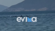 Εντυπωσιακό βίντεο από την Εύβοια με κοπάδι δελφινιών δίπλα σε λουόμενους
