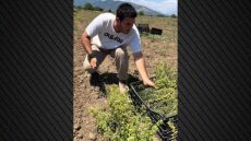 Σε ρόλο αγρότη ο Γιώργος Κακοσαίος, μάζεψε ρίγανη με την οικογένειά του