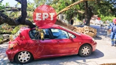 Πύργος: Βελανιδιά καταπλάκωσε αυτοκίνητο σε αυλή σπιτιού, από καθαρή τύχη δεν υπήρξαν τραυματισμοί

