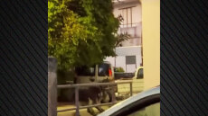 Βίντεο: Έδεσε γαϊδουράκια με σχοινιά στο αγροτικό και τα έσερνε στη Ρόδο, έγινε καταγγελία στην ΕΛΑΣ
