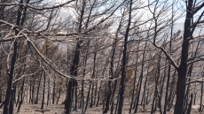 Αποκαρδιωτικές εικόνες στο Ρέθυμνο, την επόμενη μέρα της φονικής πυρκαγιάς
