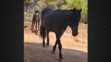 Συγκινητικό βίντεο: Τα άλογα που έφυγαν τρομαγμένα από τη φωτιά στη Δυτική Αττική, πίνουν νερό από το χέρι πυροσβεστών