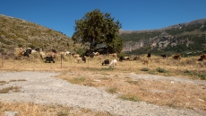 Πέθανε κτηνοτρόφος στη Λέσβο μετά τη θανάτωση του κοπαδιού του λόγω αφθώδους πυρετού
