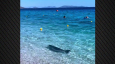 Βίντεο: Εμφανίστηκε φώκια στην Κινέτα, κολυμπούσε στα ρηχά δίπλα στους λουόμενους
