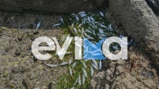 Δεκάδες νεκρά ψάρια ξεβράστηκαν στην παραλία Ροδιές στην Χαλκίδα, δείτε εικόνες και βίντεο