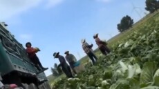 Σάλος στην Κίνα: Βουτούσαν τα λάχανα σε... φορμαλδεΰδη για να διατηρούνται φρέσκα