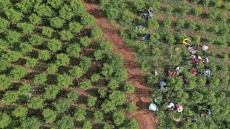 «Φρένο» στους αεροψεκασμούς για τις καλλιέργειες κόκας στην Κολομβία βάζει δικαστής
