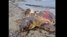 28 νεκρές θαλάσσιες χελώνες μέσα σε εννιά μήνες στην Κέρκυρα