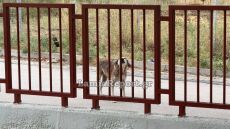 Αδέσποτος σκύλος επιτέθηκε σε μητέρα έξω από νηπιαγωγείο στη Λαμία