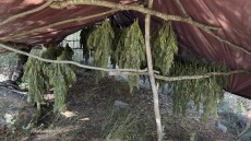Φυτεία με 330 δενδρύλλια κάνναβης εντοπίστηκε στην Αχαΐα, δείτε φωτογραφίες