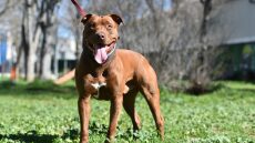 Πόσο καλά ξέρετε τα Pit Bull; Κάντε το κουίζ για να δείτε