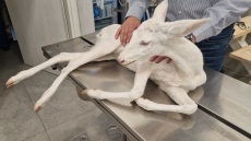 Περιπέτεια για σπάνιο λευκό ζαρκάδι στην Ημαθία: Παρασύρθηκε από αυτοκίνητο, υπέστη κρανιοεγκεφαλική κάκωση