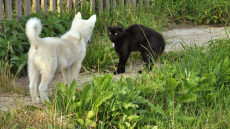 Με ποιον τρόπο θα μάθετε τον σκύλο σας να μη γαβγίζει και να μην κυνηγάει γάτες