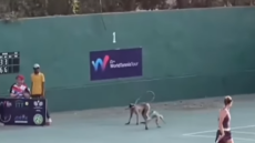 Μαϊμούδες εισέβαλαν σε γήπεδο τένις στην Ινδία - Βίντεο 