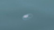 Θεσσαλονίκη: Γέμισε μέδουσες ο Θερμαϊκός - Δείτε βίντεο