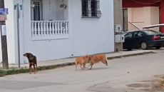 Θεσσαλονίκη: Απίστευτη περιπέτεια για ΑμεΑ μετά από επίθεση από αδέσποτο σκύλο

