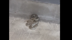 Αναστάτωση σε κουρείο στη Μενεμένη από «εισβολή φιδιού» - Δείτε βίντεο