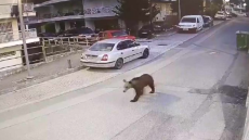 Γρεβενά: Αρκούδα κάνει βόλτες στο κέντρο της πόλης - Δείτε βίντεο
