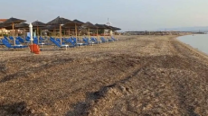 Γεμάτες φύκια οι ελεύθερες παραλίες στη Νέα Ποτίδαια ενώ οι χώροι μπροστά στα beach bar είναι καθαροί - Τι καταγγέλλουν οι κάτοικοι