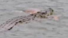 Ινδονησία: Φρικτός θάνατος για 80χρονο - Τον άρπαξε κροκόδειλος ενώ έκανε μπάνιο σε ποτάμι, δείτε βίντεο
