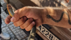 Φίδι βρέθηκε στο κέντρο της Καλαμαριάς - Δείτε βίντεο και φωτογραφίες