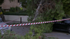 Πτώση δέντρου στο Παλαιό Φάληρο - Κλειστό τμήμα της οδού Δημοκρατίας
