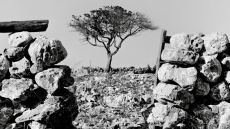 Η φωτογραφική έκθεση του Μιχάλη Μπόσκου «ξερική» ταξιδεύει στη Σχοινούσα - Δείτε εικόνες