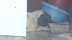 Αστυνομικοί απεγκλωβίζουν σκύλο από τη φωτιά στην Κερατέα, εθελοντής δροσίζει με μάνικα παγιδευμένο τετράποδο - Δείτε βίντεο