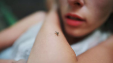 Ιός Δυτικού Νείλου: Οι δύο πρώτοι θάνατοι στην Ελλάδα - Σε ποιες περιοχές έχουν καταγραφεί κρούσματα