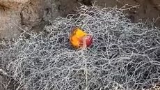 Ανακαλύφθηκε νέο είδος σαύρας στην Ελλάδα - Η μελέτη στη νησίδα Βελοπούλα στη Μήλο