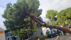 Έπεσε υπέργηρο πεύκο στη Λέρο, είχε φυτευτεί όταν το νησί ήταν υπό ιταλική κατοχή - Δείτε βίντεο και φωτογραφίες