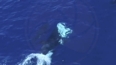 Όρκες καταγράφηκαν να σκοτώνουν λευκούς καρχαρίες αναποδογυρίζοντάς τους για να αφαιρέσουν το συκώτι τους