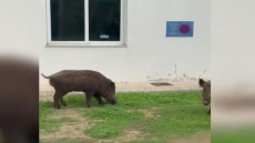 Αγριογούρουνα μπήκαν στο Δαφνί και έτρωγαν το γκαζόν, ανήσυχοι οι εργαζόμενοι για ασφάλεια και περίφραξη - Δείτε βίντεο