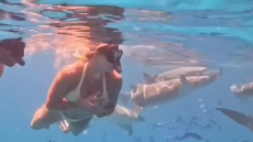 Αρίνα Σαμπαλένκα: Κολύμπησε παρέα με καρχαρίες στις Μαλδίβες - Βίντεο 