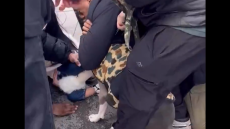 Τρόμος για παιδί 1 έτους στη Νέα Υόρκη: Του επιτέθηκε πίτμπουλ και δεν το άφηνε από τα σαγόνια του, δείτε βίντεο