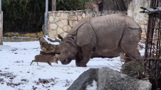Όταν ο Δαβίδ (ελάφι) τα έβαλε με τον Γολιάθ (ρινόκερο): Το βίντεο από ζωολογικό κήπο της Πολωνίας που έγινε viral