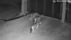 Λύκοι έφτασαν μέχρι την πόρτα σπιτιού στο Πανόραμα, δείτε βίντεο