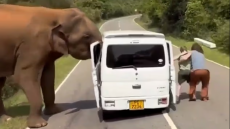 Σρι Λάνκα: Τρόμος για Ρώσους τουρίστες, τους επιτέθηκε ελέφαντας όταν προσπάθησαν να τον ταΐσουν