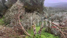 Έκοψαν δεκάδες ελιές παραγωγού στα Καλύβια Ηρακλείου, ζημιά χιλιάδων ευρώ για τον παραγωγό, δείτε βίντεο