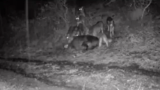 Ζαγόρι: Αγέλες λύκων πλησίασαν σπίτια σε χωριό, δείτε βίντεο
