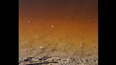 Κρήτη: Δραματικές εικόνες σε υγροβιότοπο της Χερσονήσου, δεκάδες νεκρά ψάρια και πουλιά, δείτε βίντεο