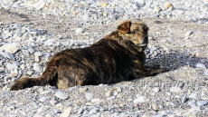 Η Μπέλλα των Χανίων: Ο σκύλος που έχασε την οικογένειά του και επιστρέφει καθημερινά στην αγαπημένη τους παραλία, βίντεο και φωτογραφίες