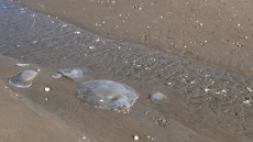 Γέμισαν τροπικές μέδουσες οι ακτές της νοτιοανατολικής Τουρκίας