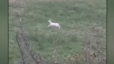 Σπάνια αλμπίνο ζαρκάδια εντοπίστηκαν στην Ημαθία, δείτε βίντεο
