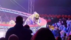 Τρόμος σε τσίρκο στη Ρωσία: Τίγρης βγήκε από το προστατευτικό δίχτυ και πήγε... βόλτα στις κερκίδες