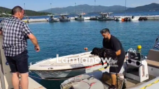 Βίντεο: Στα ανοιχτά της Γλύφας κατέληξε σκύλος, τον έσωσαν με σκάφος