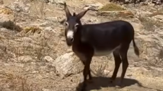 Άφησαν δεμένο γαϊδουράκι σε οικόπεδο στη Μύκονο, δείτε το βίντεο