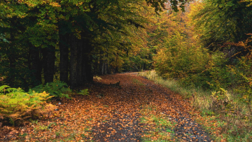 Σε αυτό το ελληνικό δάσος είναι συγκλονιστική εμπειρία να περπατάς το φθινόπωρο