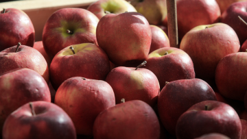 Taste Atlas: Τα μήλα Ζαγοράς στην πρώτη θέση με τα καλύτερα του κόσμου